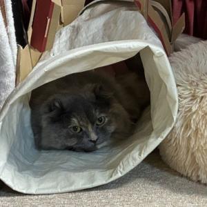 スタッフ猫 ミュウちゃんもお気に入り。