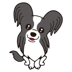 パピヨン(ブラウン)