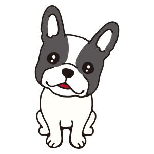 フレンチブル(パイド)