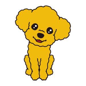 プードル(アプリコット)