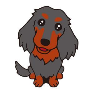 ダックス(ブラックタン)