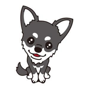 チワワ(ブラックタン)