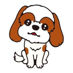 シーズー(ブラウン)