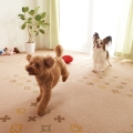 ピタッと吸着タイルマット 大判サイズ(犬 猫 滑り止め)