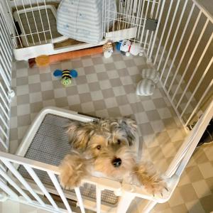 ペピイ　アレンジサークル・スチール　8枚　犬用 楽天市場】犬 サークル アレンジサークル 8枚 スチール 室内