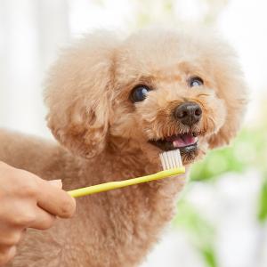 ＜ペピイ＞ 超やわらか歯ブラシ 超やわらか・段差ありセット・小型犬用（S)