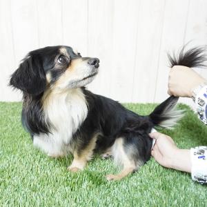 おしり周りの除菌・消臭にも