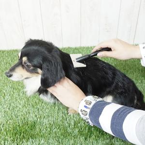 ブラッシング時の使用もおすすめ