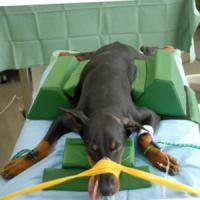 ポジショニングクッション