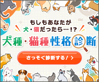 あなたの性格はどの 犬種 猫種 に当てはまる 犬種 猫種性格診断 犬 猫の総合情報サイト Peppy ペピイ