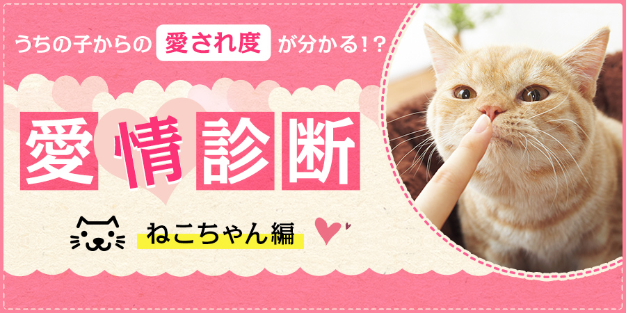 飼い猫からの愛情は何 愛情診断 ねこちゃん編 ペット用品の通販サイト ペピイ Peppy