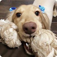 まろんちゃん・ミニチュアダックスフンド