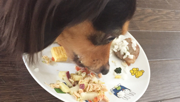 おいしいわんこ用おせち完食!