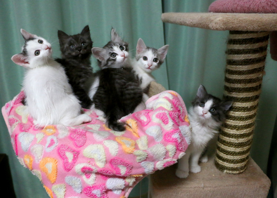 わんにゃん調査倶楽部】「旅猫ニャン吉が行く」 日本中を旅した猫 