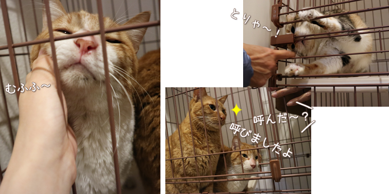 ｈｏｇｏｋｅｎ ｃａｆｅにお邪魔しました ペット用品の通販サイト ペピイ Peppy