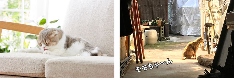 猫とコミュニケーション