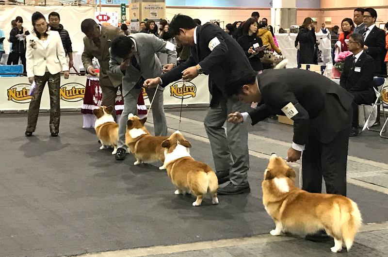 わんにゃん調査倶楽部ドッグショーってなぁに?