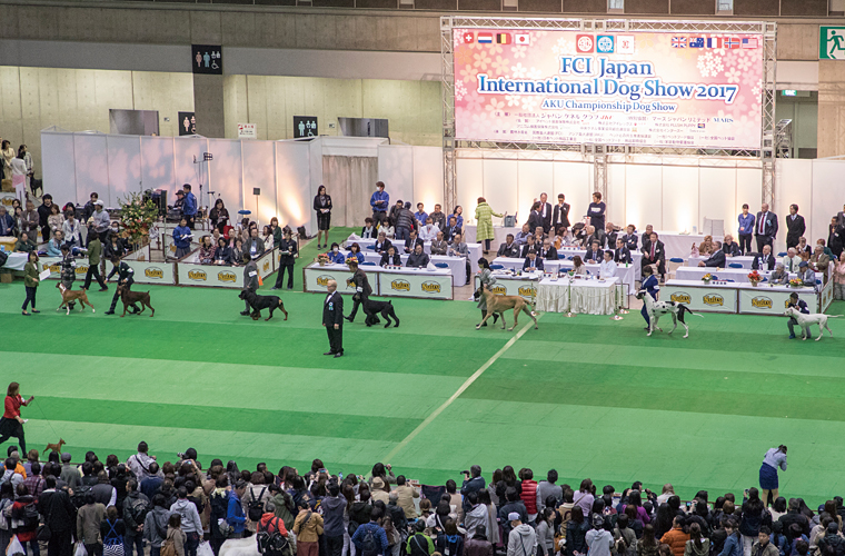 犬種の理想とされる犬種標準(スタンダード)をもとに比較審査する「品評会」