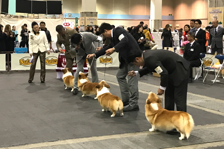 コーギー