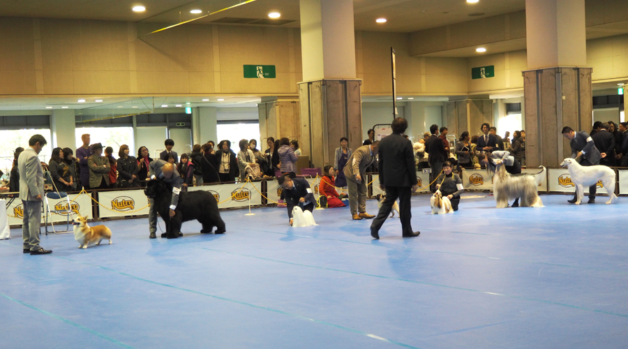 色んなわんちゃんと一度にたくさん出会える!お気に入りの犬種とたくさん会える!