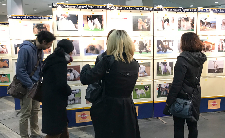 トリミングショーや写真展示