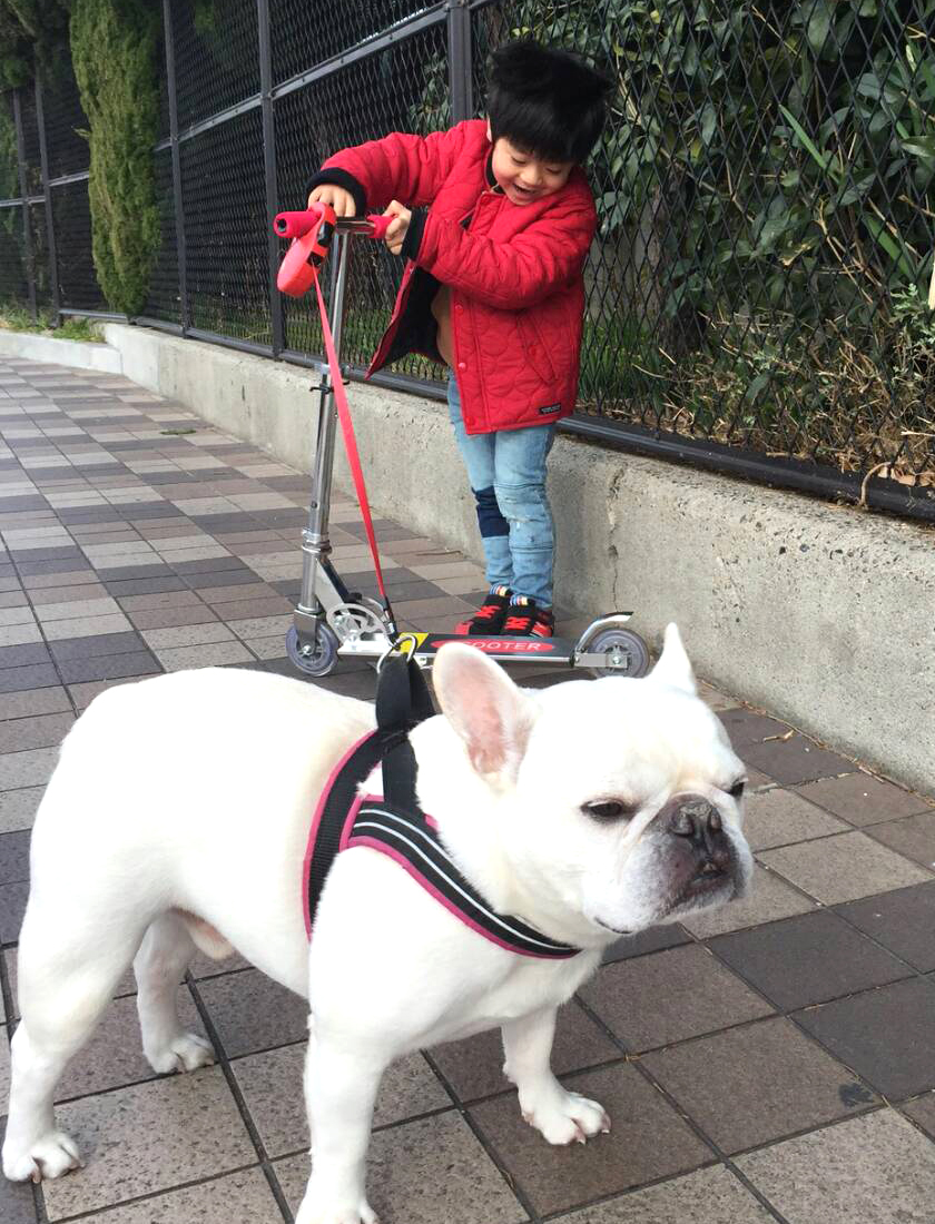 フレンチブルドッグ