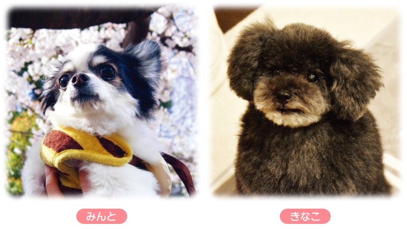 縁あってファミリータイトル