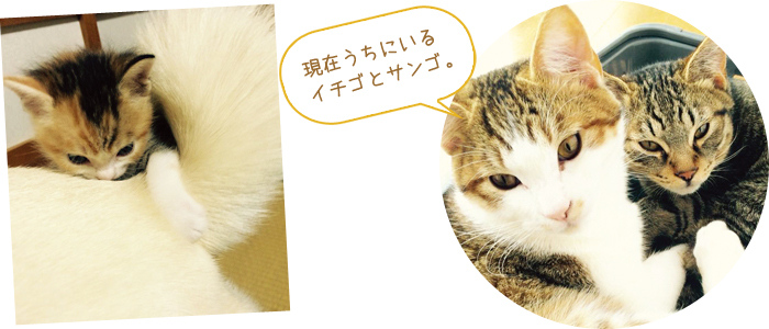 一緒に暮らすイチゴとサンゴ