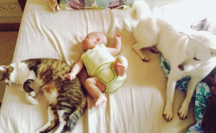 猫と犬の兄弟に囲まれたゴゴリン