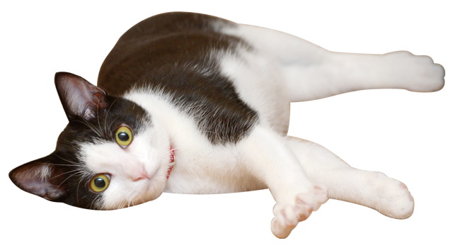 きゅうちゃんのプロフィール