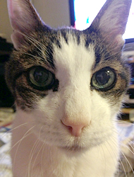 人生をともに歩んできた猫ミニ君
