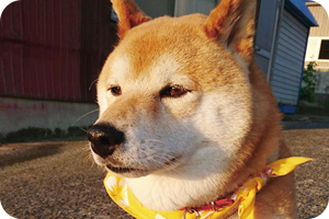 レオちゃん