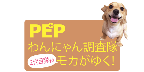 PEPわんにゃん調査隊2代目モカがゆく!