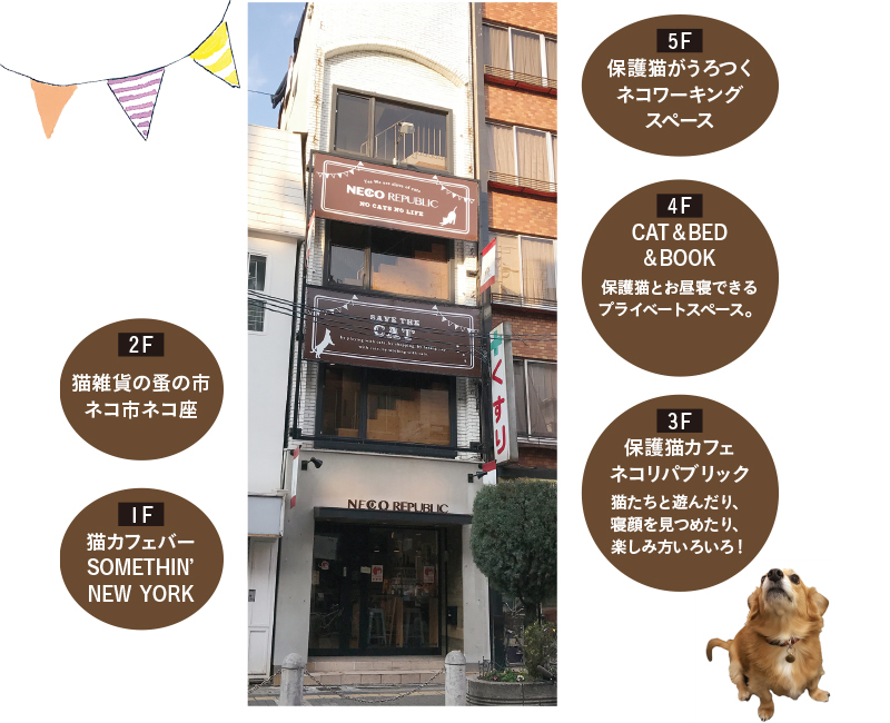 保護猫たちの施設!