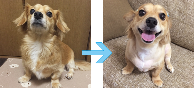 PEPわんにゃん調査隊二代目隊長モカがゆく!
