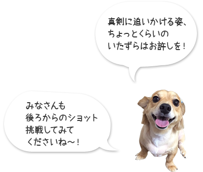 胸キュン な後ろ姿あつめてみました ペット用品の通販サイト ペピイ Peppy