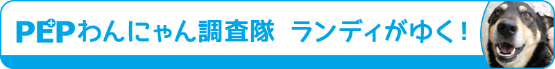 成犬・シニア犬のトイレトレーニング