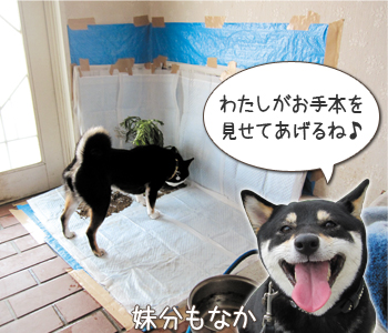 21 大人のトイレトレーニングはじめませんか ペット用品の通販サイト ペピイ Peppy