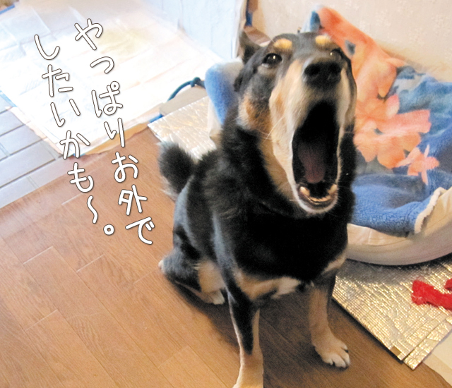 要求吠えは止まらず