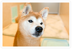犬や猫を家族として迎えたい!
