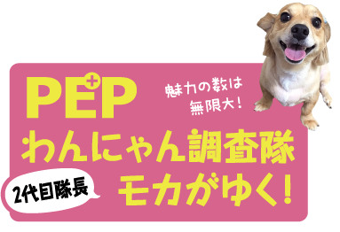 Mix犬の魅力 ペット用品の通販サイト ペピイ Peppy