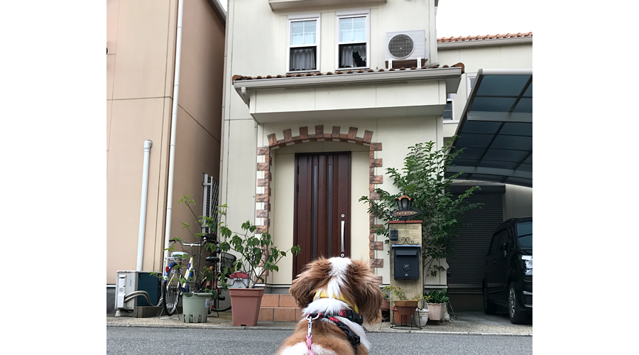 04お散歩を見守るニーロさん