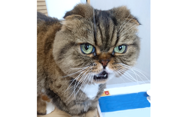 お便り