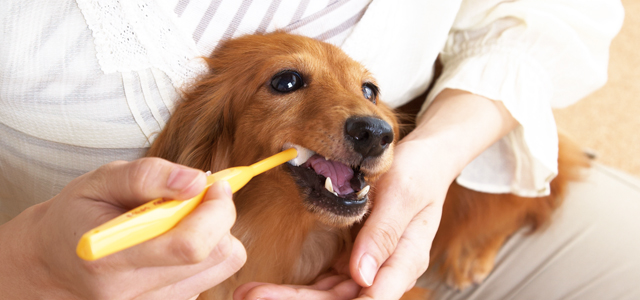 犬の歯磨きのやり方のコツは 嫌がるわんちゃんの慣らし方 ペット用品の通販サイト ペピイ Peppy