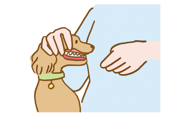 犬の歯磨き方法を獣医師が解説 おすすめの歯ブラシや嫌がる愛犬の慣らし方も紹介 ペット用品の通販サイト ペピイ Peppy