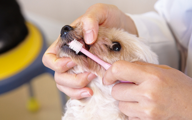 犬の歯磨きのやり方のコツは 嫌がるわんちゃんの慣らし方 ペット用品の通販サイト ペピイ Peppy