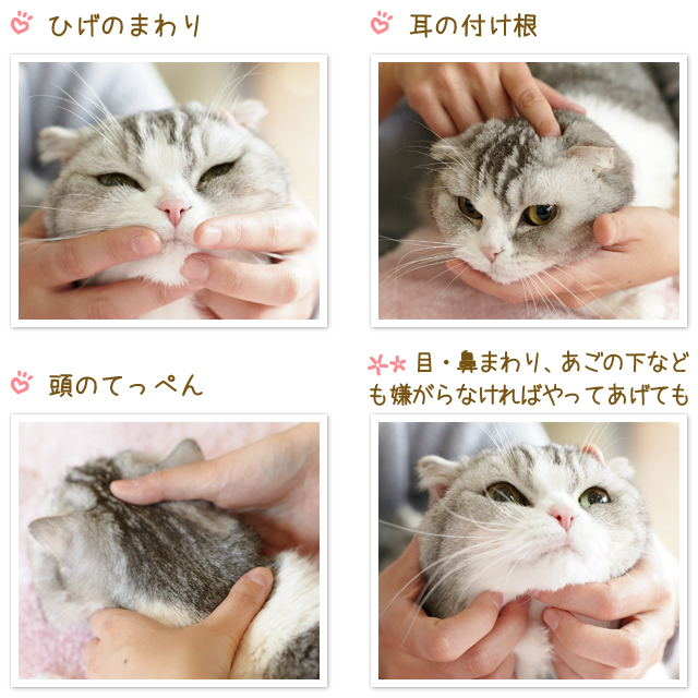 獣医師監修 猫が撫でられるとうれしいポイントと絆を深めるコミュニケーション術 ペット用品の通販サイト ペピイ Peppy