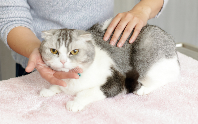 獣医師監修 猫が撫でられるとうれしいポイントと絆を深めるコミュニケーション術 ペット用品の通販サイト ペピイ Peppy