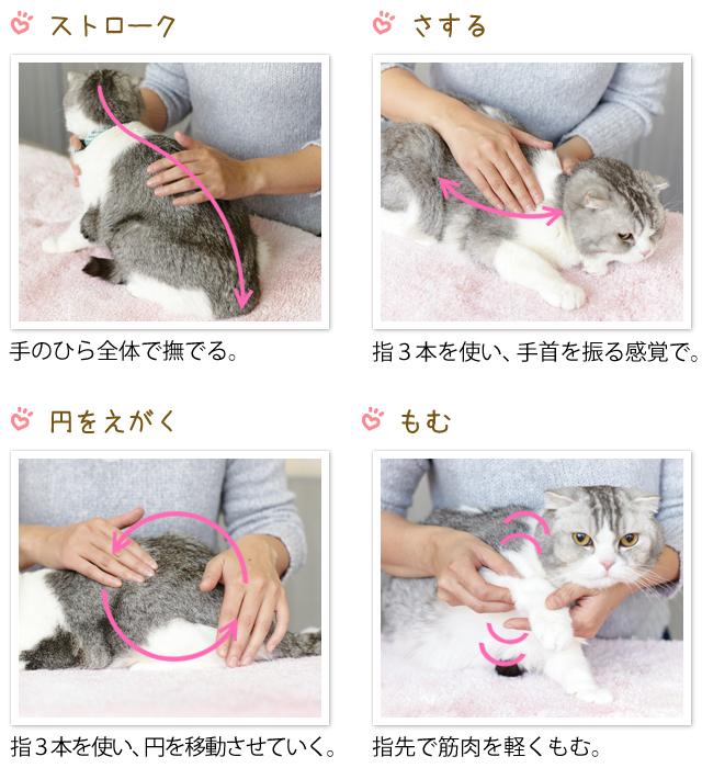 猫が撫でられるとうれしいポイントと絆を深めるコミュニケーション術 ペット用品の通販サイト ペピイ Peppy