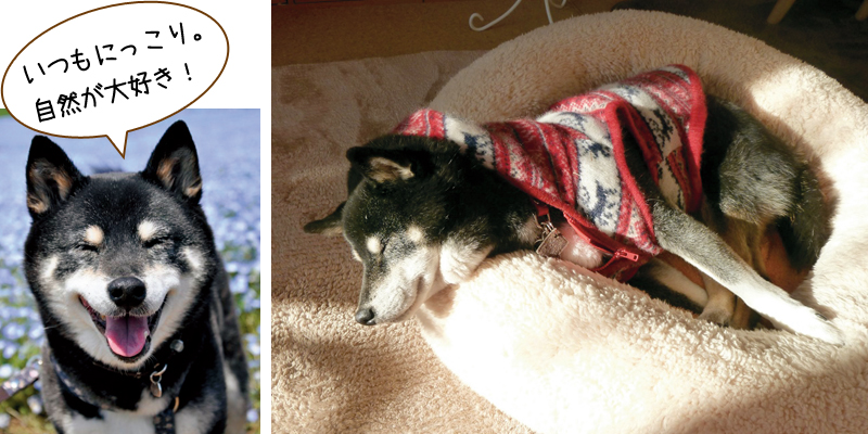柴犬のとまとちゃん12歳